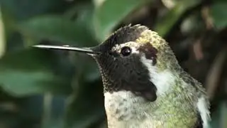 SURAKAV., This bird can change it's own colour in every second