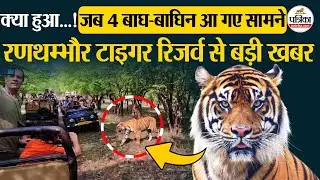 Ranthambore Tiger Reserve रणथंभौर में पर्यटकों का हुआ बाघ के कुनबे से सामना ! देखिए क्या हुआ...