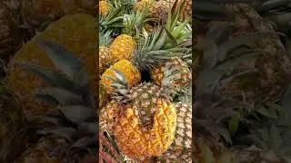 Tropical pineapple fruit #shorts #asmr #viral #trending #fruit #ananas