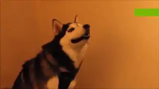 Husky sneezes then explodes (earrape)