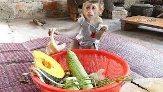 Baby Monkey Mori And Mom Cook Traditional Food Recipe