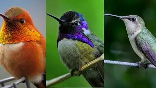 Beautiful sparrow pictures