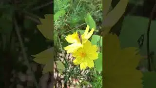 Butterfly (Bicyclus Anynana) #animals #fypシ #fyp #shorts