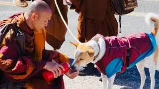 Aloka&rsquo;s Journey: The Dog of Light & Clarity Walking 2,300 Miles for Peace with Buddhist Monks! 