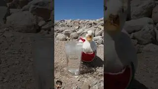 10 million views #duck #birds #funny #satisfying #goose #ducklingspro #short #shorts #funnyanimal #