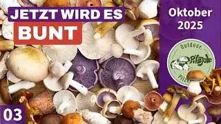 JETZT WIRD‘S BUNT 😲 | Atemberaubende Pilzvielfalt und goldener Herbst | Pilzesammeln im Oktober 2025
