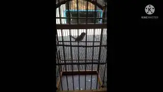 Ciblek sang juara rajanya ngebren
