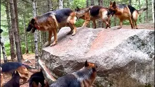Hiking with 12 German shepherds