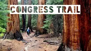 Hiking Congress Trail | Sequoia National Park