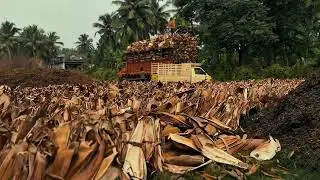 Areca leaf available -9590919501