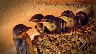 Barn Swallow Lodge - Postcard From Texas