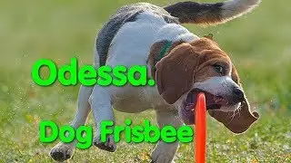 Dog Frisbee Odessa. Ролл точность. Дог фрисби. Спорт с собаками. Тарелка для собак. VLOG DOG. Puller
