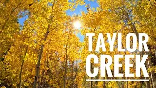 The Taylor Creek Trail: Where Lake Tahoe's History Meets the Golden Aspens