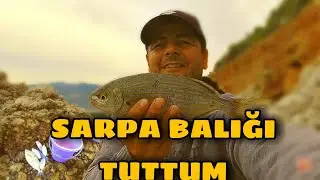YAKALADIĞIM EN BÜYÜK SARPA BALIĞI (ÇİTARİ BALIĞI) OLDU tam bir vitamin deposu