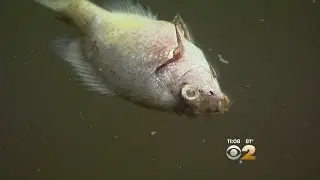 Dead Fish In Queens Lake