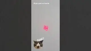 Short game for cats on the screen - catch a butterfly 