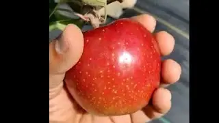 Gala Fen Plus 23 June Size,Colour,Quality Apple