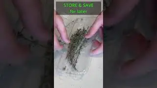 How to Strip Herbs Fast! -#Thyme Saver #Shorts