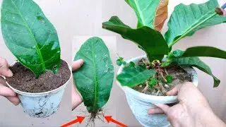 How to grow Anthurium by Leaves | Best Natural Banana Rooting Hormone