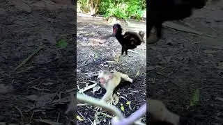 Monkey with chicken make friends : #shorts #animals #bae3 #usa #monkey #Youtubeshorts