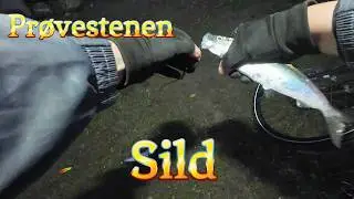 Sild på Prøvestenen  November 2024 #sildefiskeri #københavn #2024