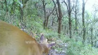 Koklass pheasant and hog deer captured on CT