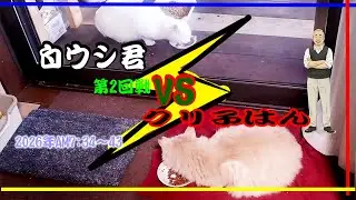 外猫　白ウシ君vsクリ子はん　平和な対決　仲良くなれるかな