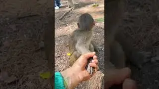 Wait for end !! That's monkeys reaction !! 😅🤘🤦&zwj;♂️🤦&zwj;♂️#shorts #awesome &hearts;️