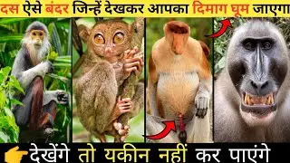 👉इस दुनिया के दस अजीबो गरीब बंदर। जिन्हें देखकर आपके भी होश उस जाएंगे। #facts #amazing #monkey