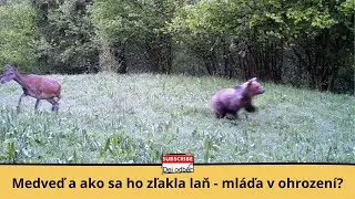 Medveď a a ako sa ho zľakla laň 😨🦌  mláďa v ohrození? 🐻🔪👶