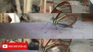 borboleta transparente