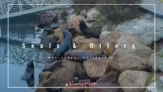 Тюлени и выдры в заливе Морро, Калифорния