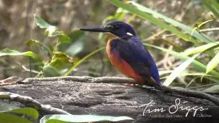 Azure Kingfisher - timsiggs.com