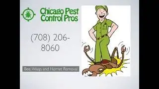 Chicago Bee, Wasp, and Hornet Removal - Chicago Pest Control Pros