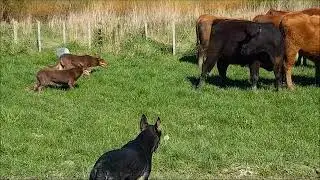Moving steers 3 Sept 18