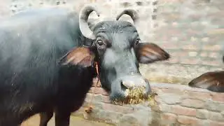 Village lifestyle 