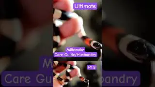 Milk Snake: Ultimate How To Care Guide  Pt 2 #milksnake #kingsnake