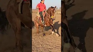 &iquest;CABALLO DESBOCADO ? EL PEPO ✅️ #caballos