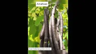 Amaltas tree also known as Golden shower.