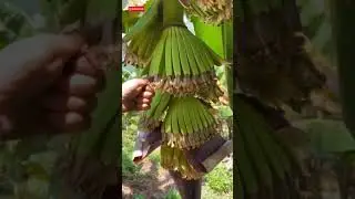 Cara Merawat Pohon Pisang Agar Berbuah Banyak #shorts #farming #tips