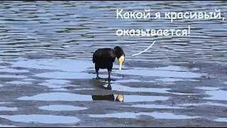 Большие бакланы (лат. Phalacrocorax carbo hanedae) / Japanese Great Cormorants / カワウ