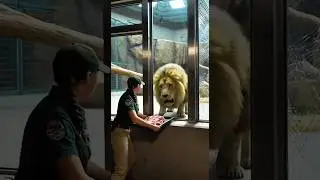 Girl in Danger 😱 Lion Attack Caught on Camera | Gorilla Hero #shorts #westernlowlandgorilla