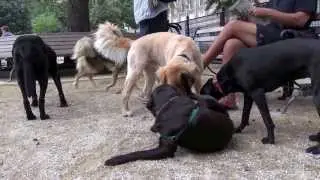Dog Park Talk