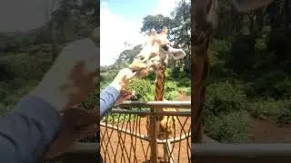 Daily💖Giraffes Gone Wild at Lunch🤣African Real Village Life#nature #travel #inspiration #trending