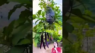#gardening #uniqueplanters #garden #plantstyle #plants #vegetables #satisfying #viral #fruiting