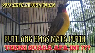 Suara Kutilang emas mata putih gacor memanggil lawan ikut berkicau