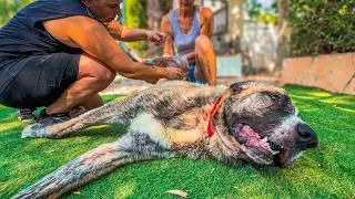 Gollum, der Hund, der niemals aufgab!