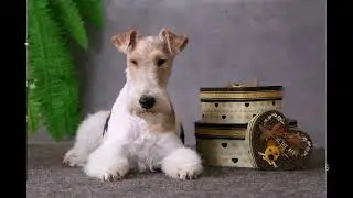 Chapter 5: Dog Friendly Travel  Alternatives to Flying | A Different Breed&trade;