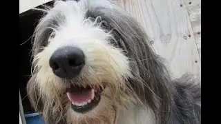 Rescued Bearded Collie Progress - Week 3