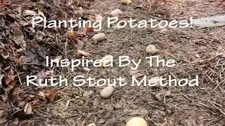 Planting Potatoes-Ruth Stout Method-No Dig